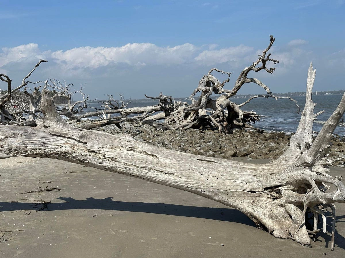  Driftwood  strand - East coast of USA