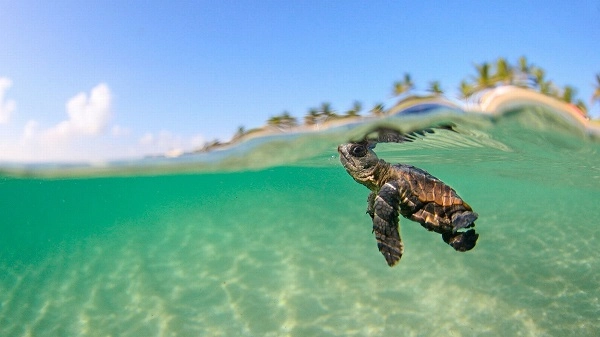 Nyulak szigete (Rabbit Beach), Lampedusa, Olaszország- 2