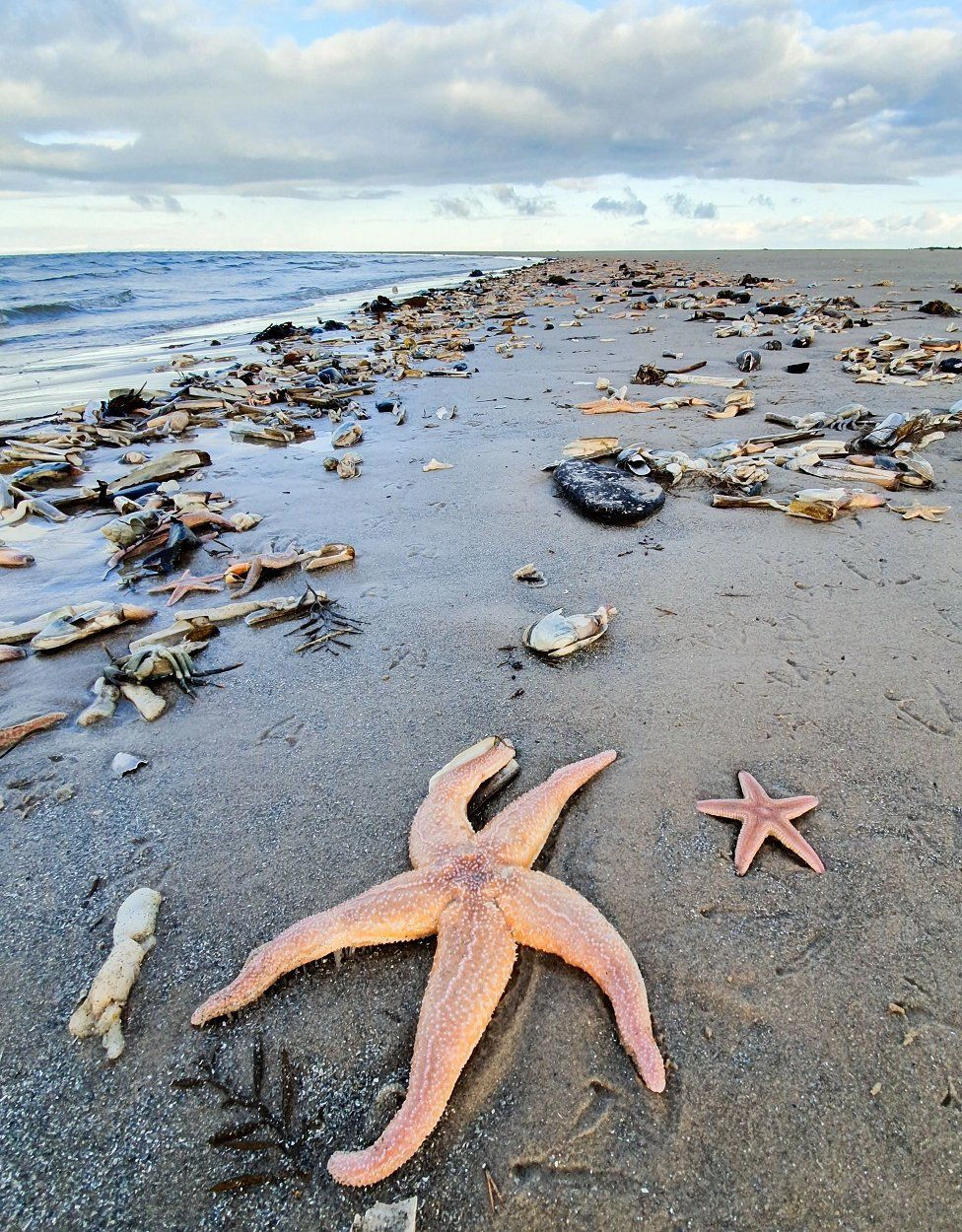  Starfish  strand - Panama