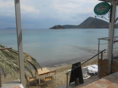 Assini 