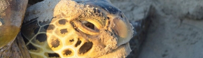 Cape Hatteras strand