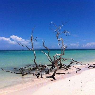 Cayo Jutias 