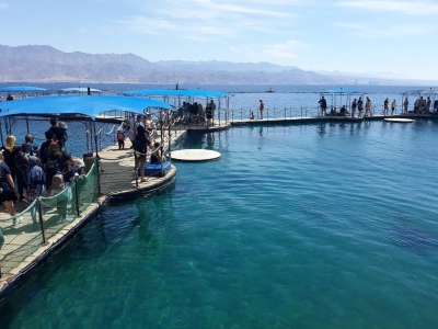 Dolphin Reef 