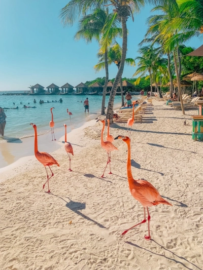 Flamingo 