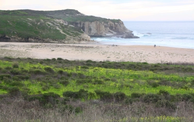 Laguna Creek strand