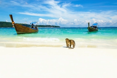 Monkey 