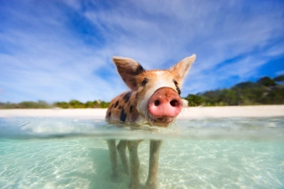 Pig 