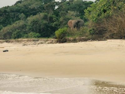Pongara 