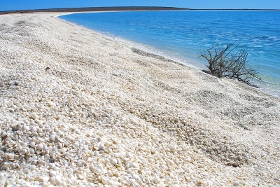 Shell strand