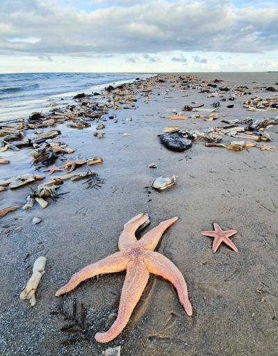 Starfish 